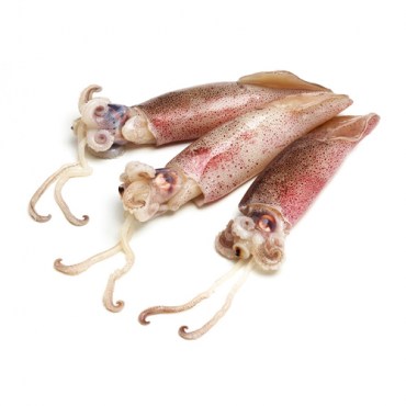 Calamari_pacifico_500X500