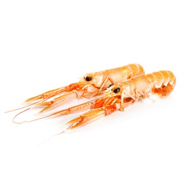 Scampi2_500X500