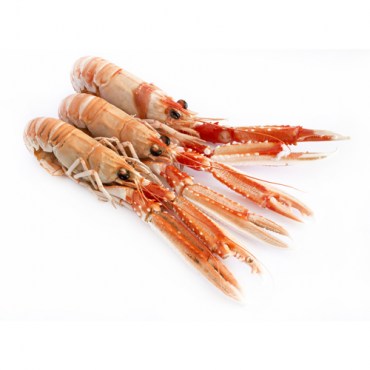 Scampi_500X500